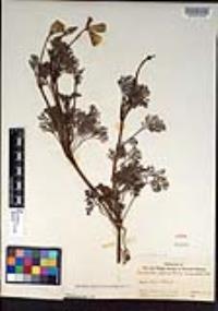 Eschscholzia californica image