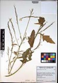 Brassica nigra image