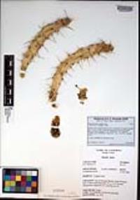 Opuntia dejecta image