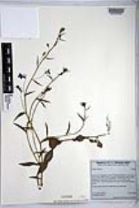 Lobelia erinus image