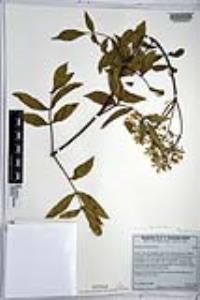 Sambucus cerulea image