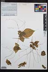 Circaea alpina image