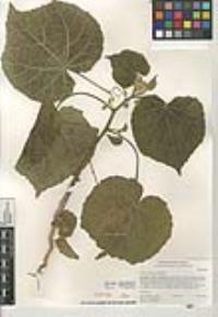 Abutilon theophrasti image