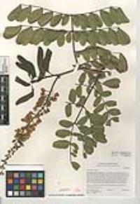 Caesalpinia spinosa image