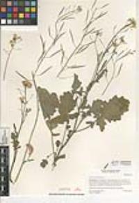 Brassica fruticulosa image