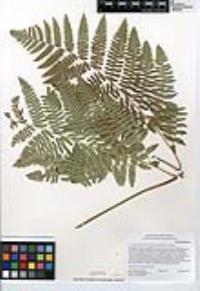 Pteridium aquilinum var. pubescens image