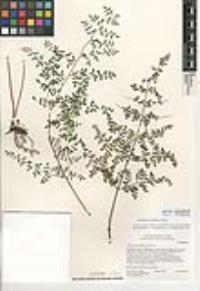 Pellaea andromedifolia image