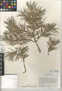 Pinus monophylla image