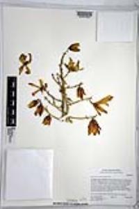 Hesperoyucca whipplei image