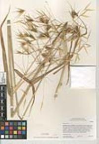 Avena sterilis image