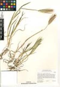 Hordeum murinum subsp. glaucum image