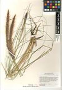 Pennisetum setaceum image