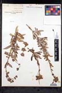 Salvia mellifera image