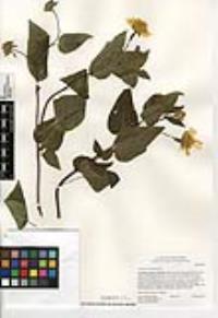 Venegasia carpesioides image