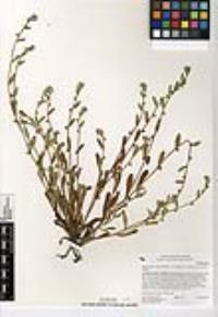 Plagiobothrys collinus var. californicus image