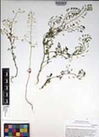 Descurainia pinnata subsp. glabra image