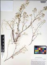 Descurainia pinnata subsp. glabra image