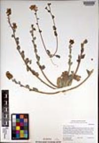 Dithyrea californica image
