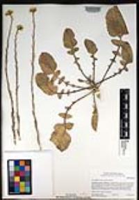 Hirschfeldia incana image