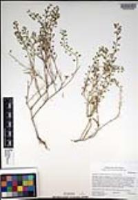 Lepidium nitidum image