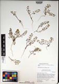 Lepidium virginicum var. robinsonii image