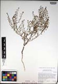 Lepidium virginicum subsp. menziesii image