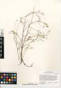 Thysanocarpus laciniatus image