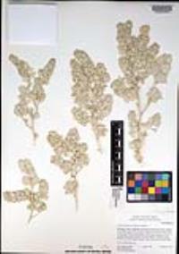 Atriplex hymenelytra image