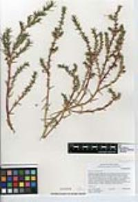 Salsola tragus image