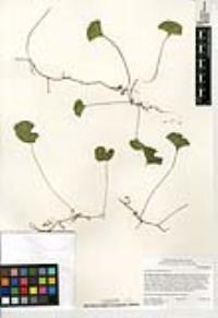 Dichondra occidentalis image