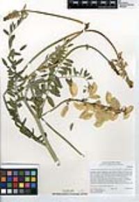 Astragalus trichopodus var. lonchus image