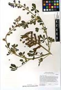 Lupinus hirsutissimus image