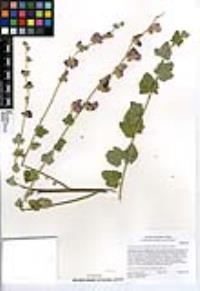 Malacothamnus fasciculatus var. fasciculatus image