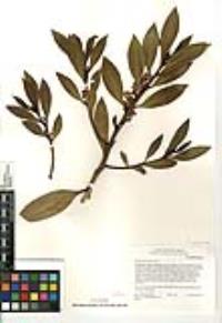 Myoporum laetum image