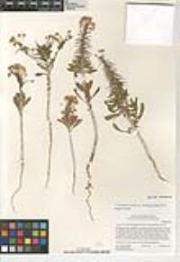 Eremothera boothii subsp. condensata image