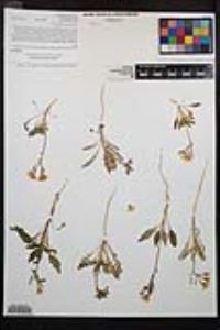 Chylismia claviformis var. peirsonii image
