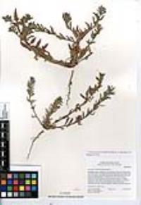 Camissoniopsis micrantha image
