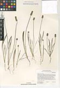 Plantago erecta image