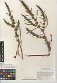 Rumex persicarioides image