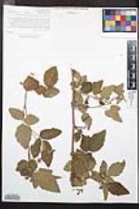 Rubus ursinus image