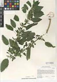 Urtica urens image