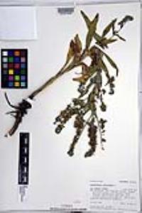 Cynoglossum officinale image