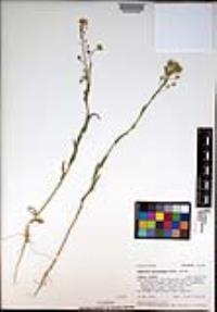 Camelina microcarpa image