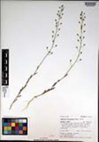 Camelina microcarpa image