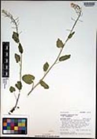 Cardamine cordifolia image