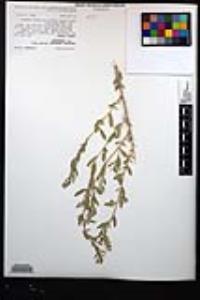 Atriplex canescens var. canescens image
