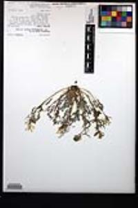 Corydalis aurea subsp. occidentalis image