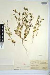 Nemophila menziesii var. integrifolia image