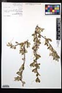 Cercocarpus montanus image