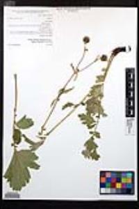 Geum macrophyllum var. perincisum image